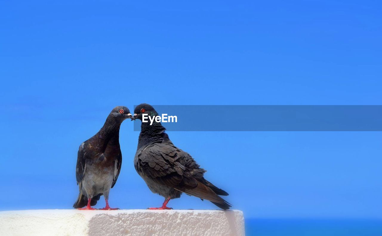 BIRDS PERCHING ON BLUE AGAINST SKY