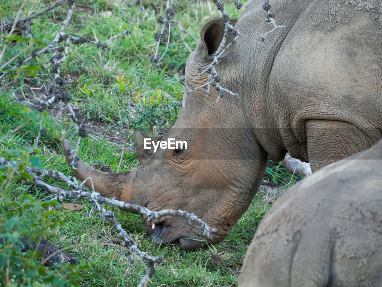 Close-up of grazing white rhinoceros