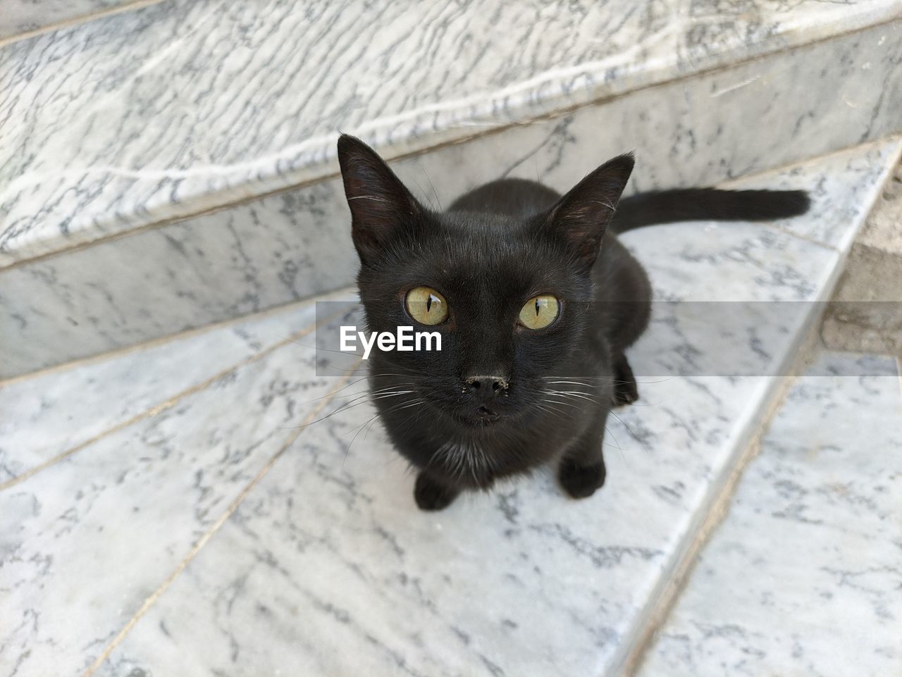 PORTRAIT OF BLACK CAT OUTDOORS