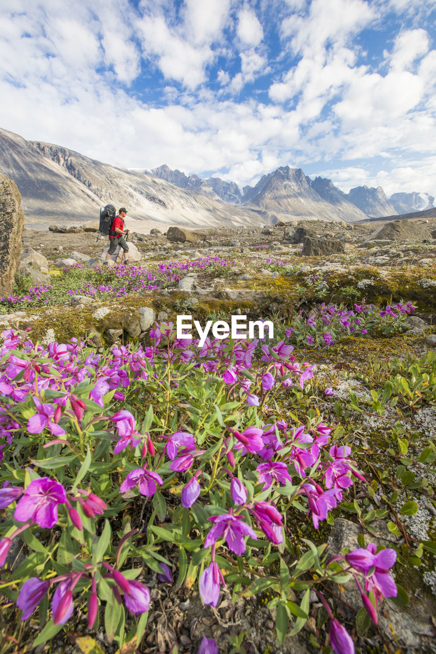 Backpacker hiking through lush alpine meadow full of flowers