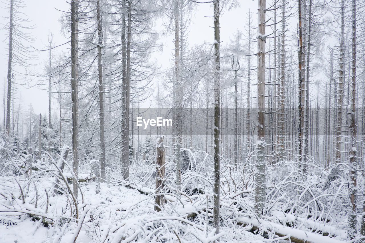 Snow covered trees in forest during winter