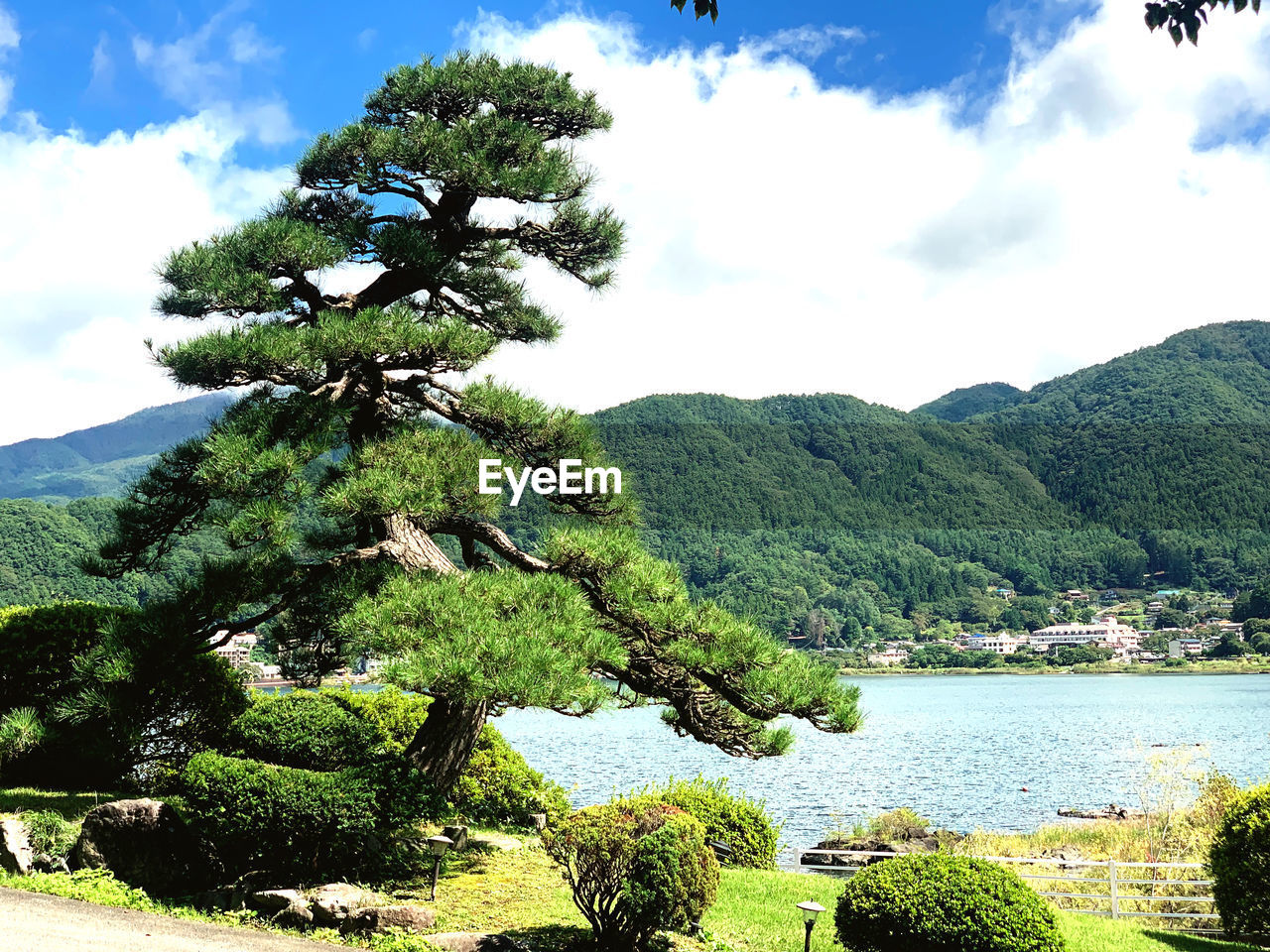 plant, tree, beauty in nature, water, sky, nature, scenics - nature, mountain, tranquility, green, tranquil scene, cloud, day, lake, no people, growth, land, non-urban scene, environment, outdoors, sunlight, landscape, idyllic, mountain range, travel destinations, coniferous tree, forest