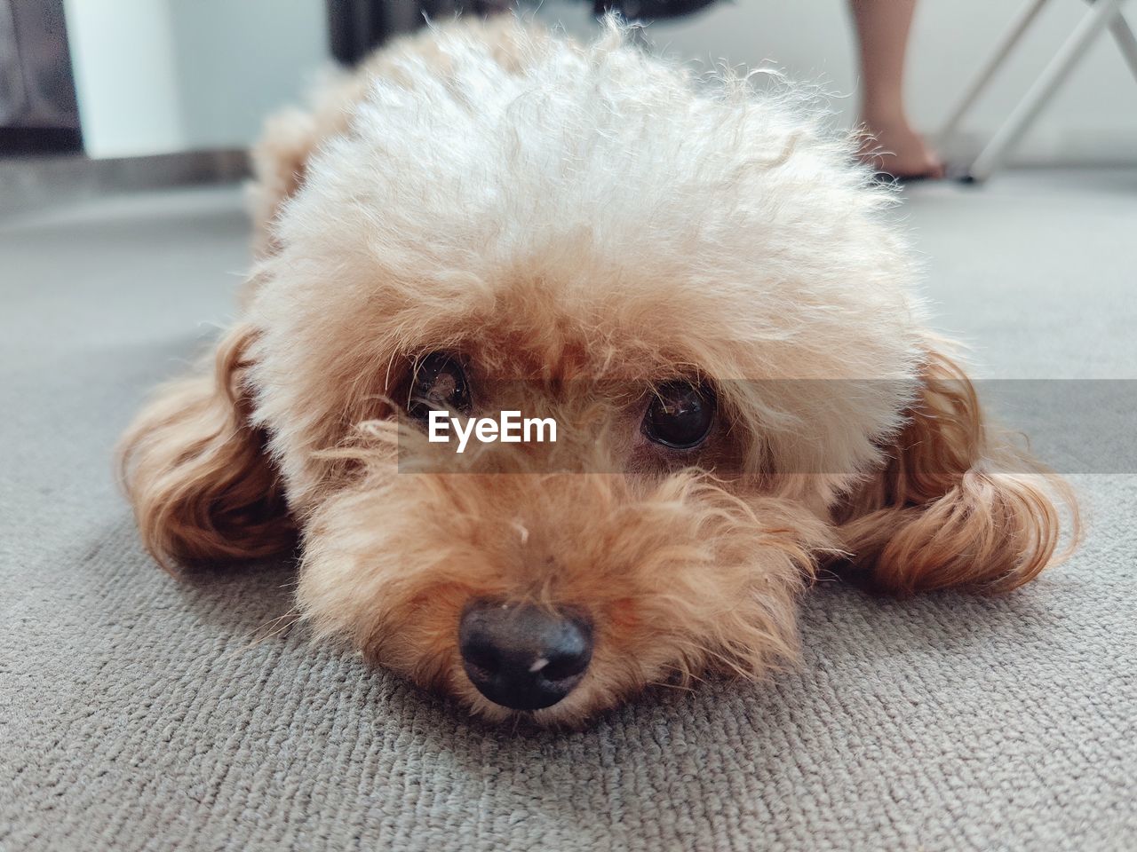 Close-up portrait of dog relaxing at home