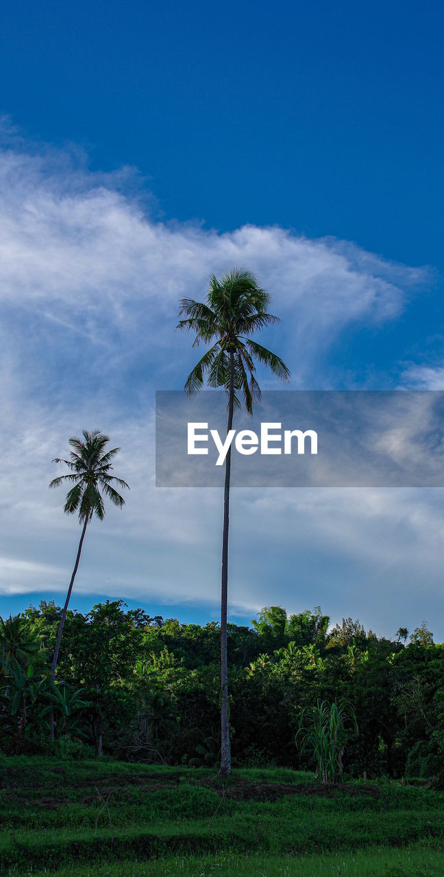 LOW ANGLE VIEW OF PALM TREES AGAINST BLUE SKY