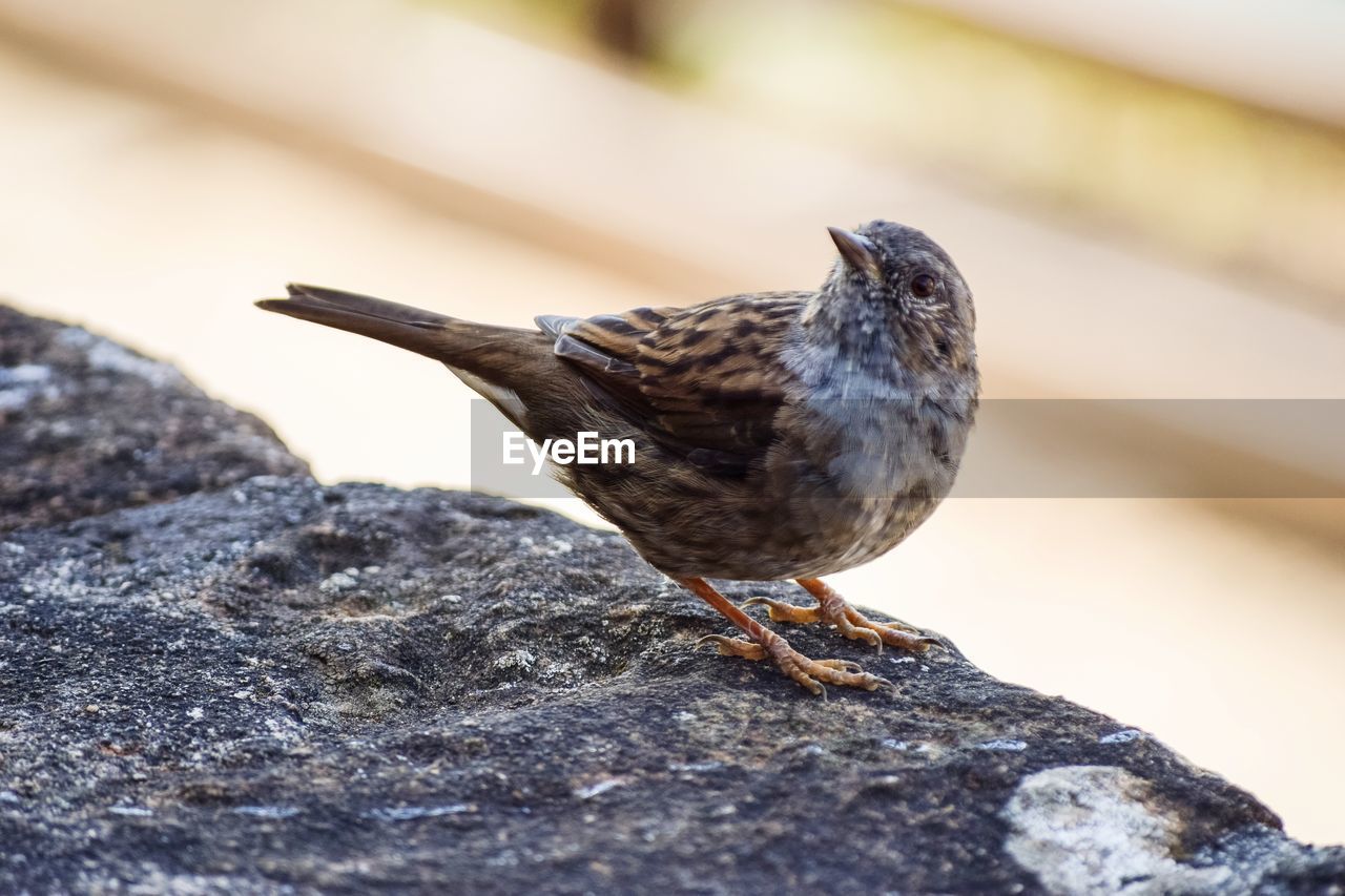 animal themes, animal, bird, animal wildlife, one animal, wildlife, close-up, beak, rock, nature, no people, side view, day, full length, perching, focus on foreground, songbird, selective focus, sparrow, outdoors, house sparrow, sunlight, sunbeam, wood, surface level