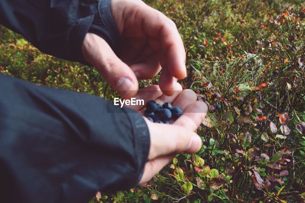 Cropped image of man holding blueberries