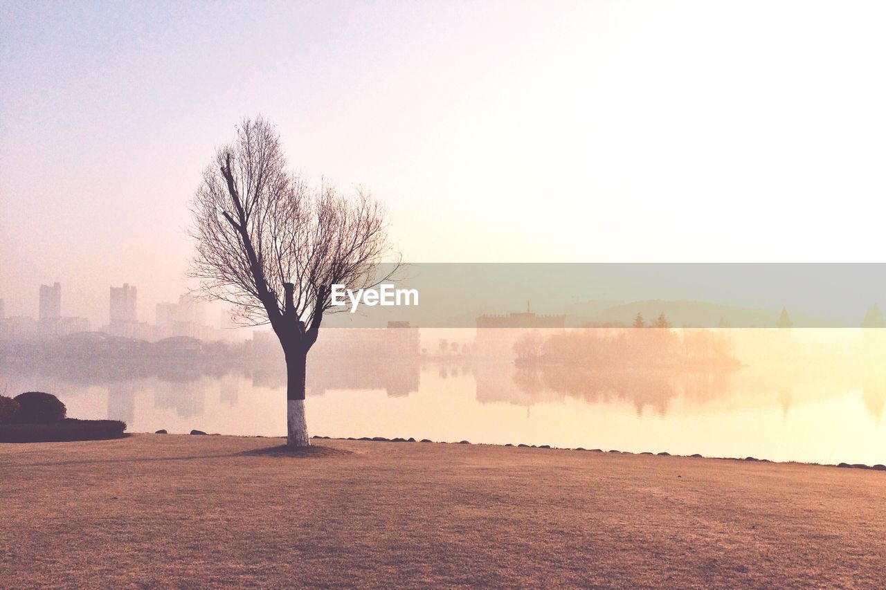 View of bare trees in city