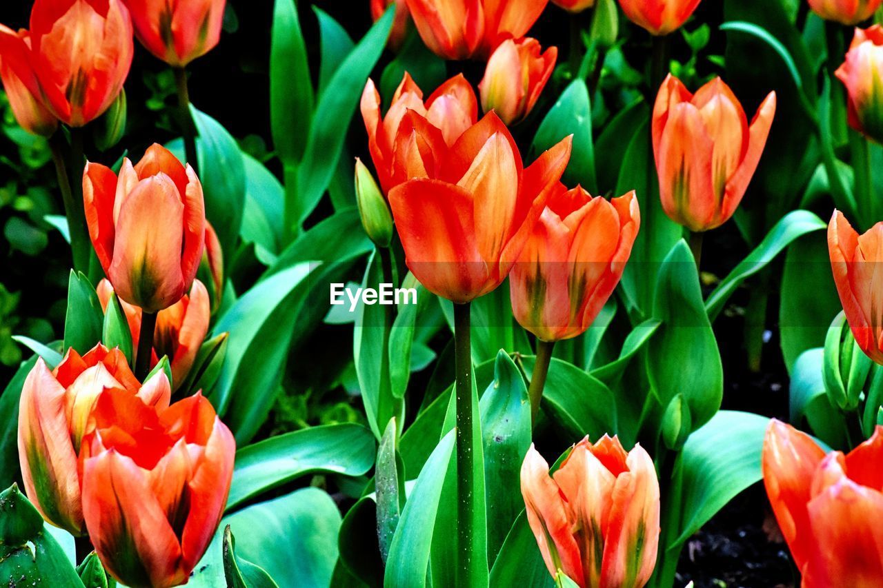 CLOSE-UP OF RED TULIPS IN PARK