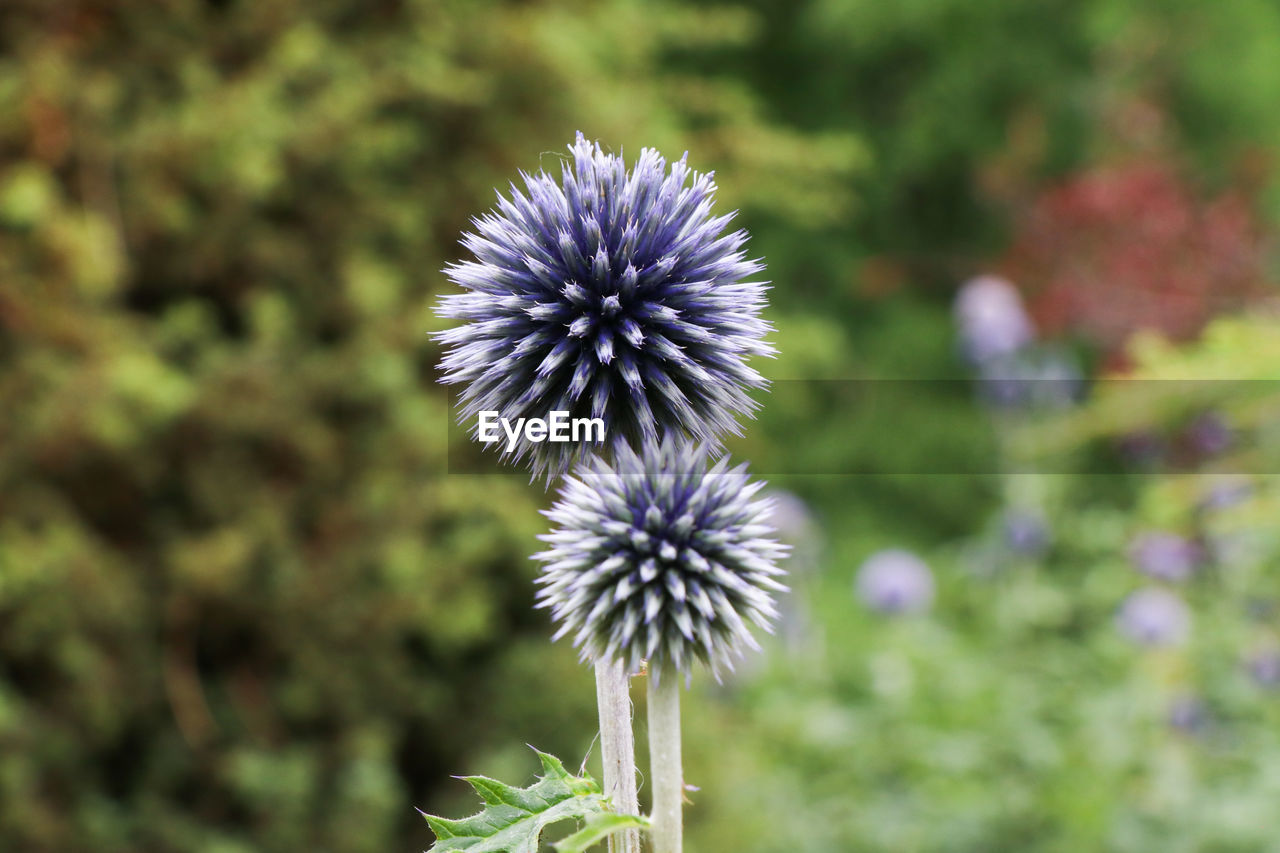 Close-up of dandelion flower on field