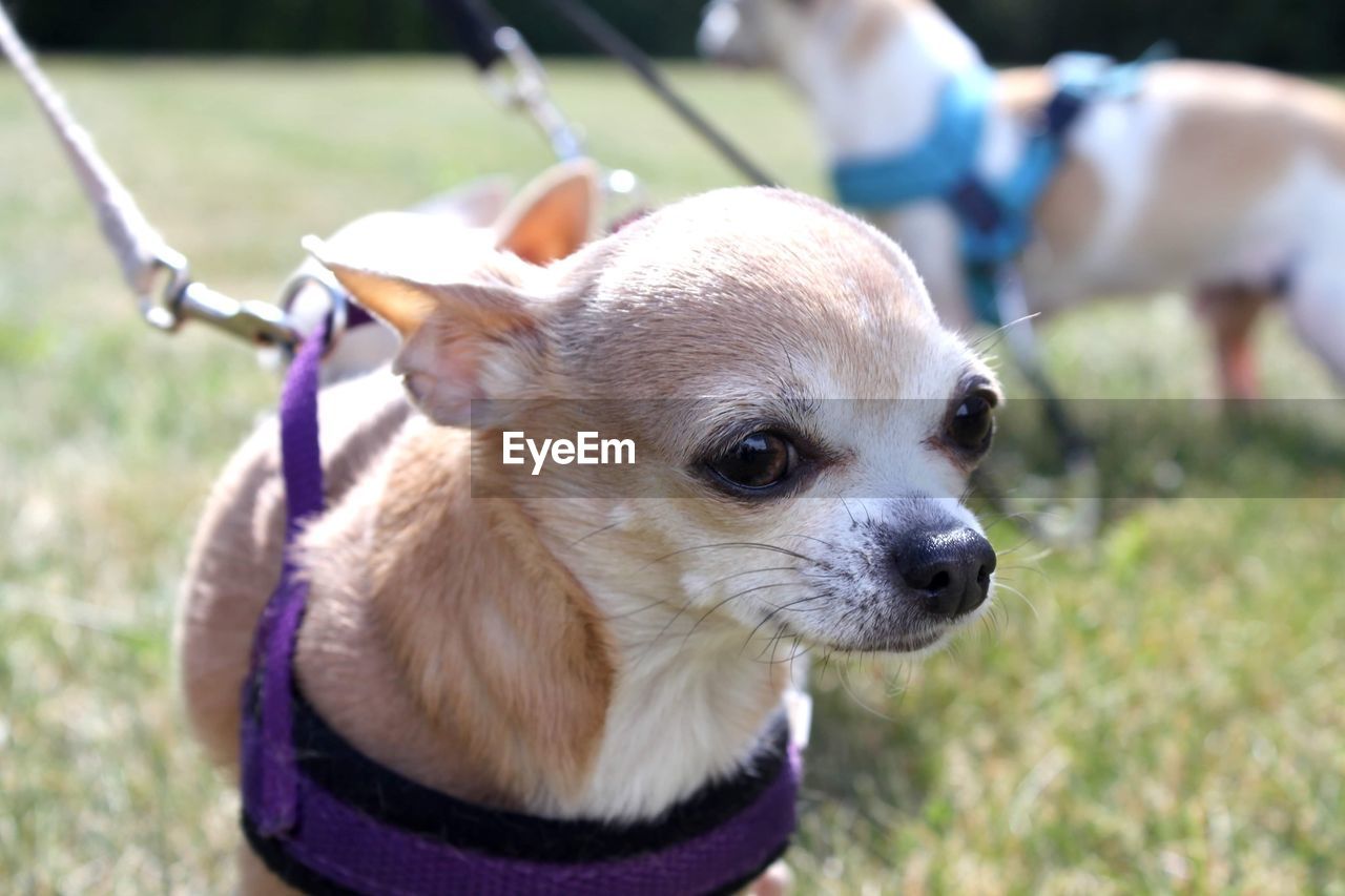 Close-up of a chihuahua looking away