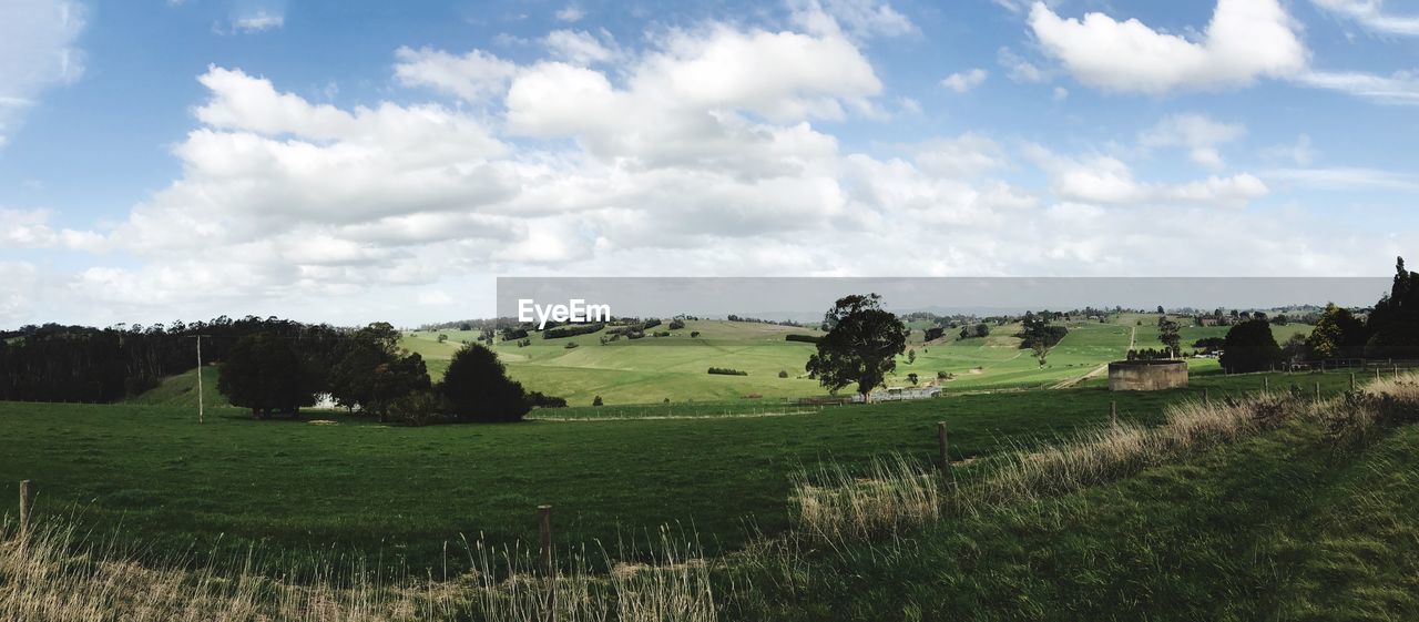 COWS GRAZING IN FIELD