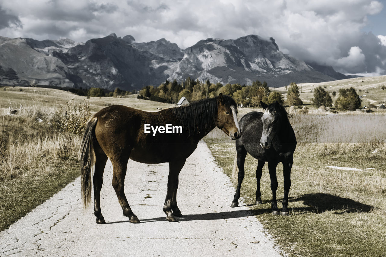 Horses standing on field