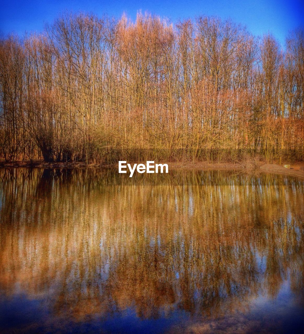 REFLECTION OF TREE IN LAKE