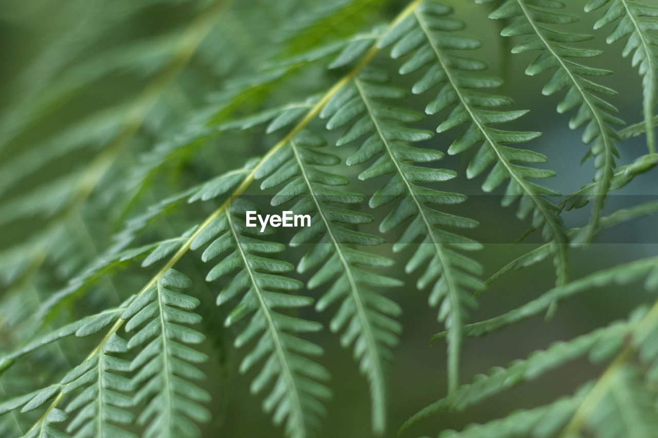 Evergreen fern cibotium barometz or herbal medicine chain fern woodwardia fimbriata giant chain fern
