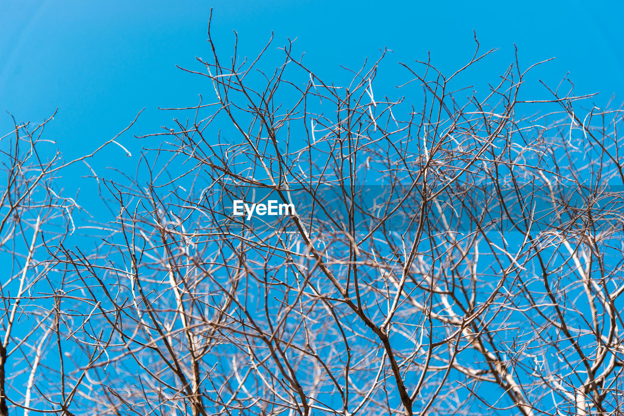 LOW ANGLE VIEW OF BARE TREES AGAINST CLEAR BLUE SKY