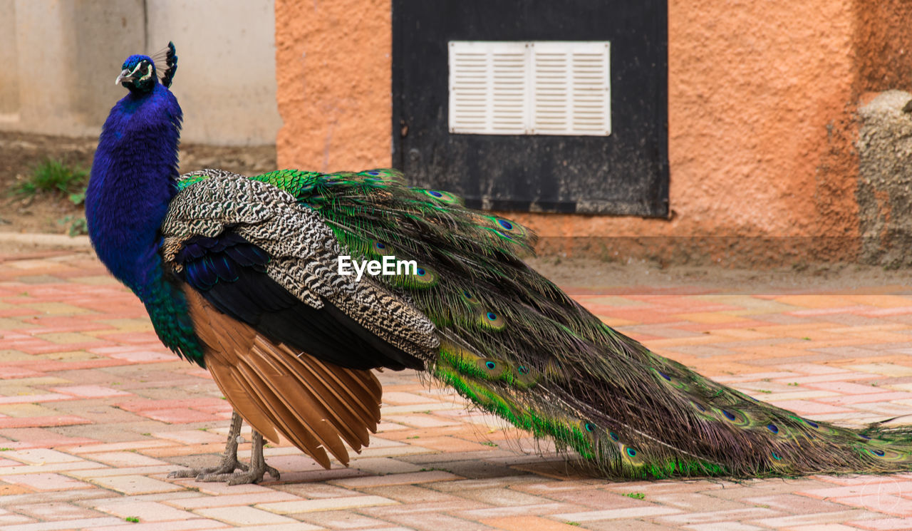 Peacock standing on walkway