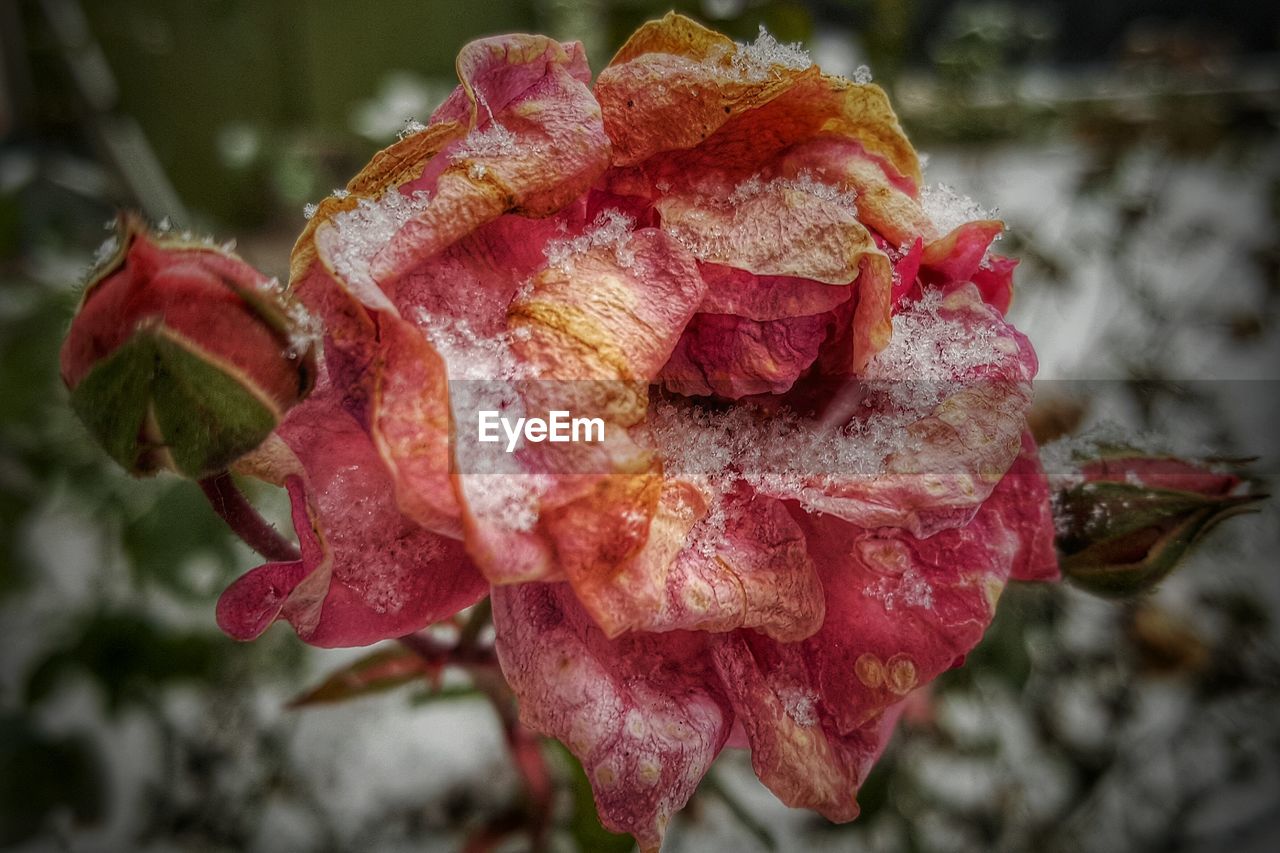 Close-up of snowed rose