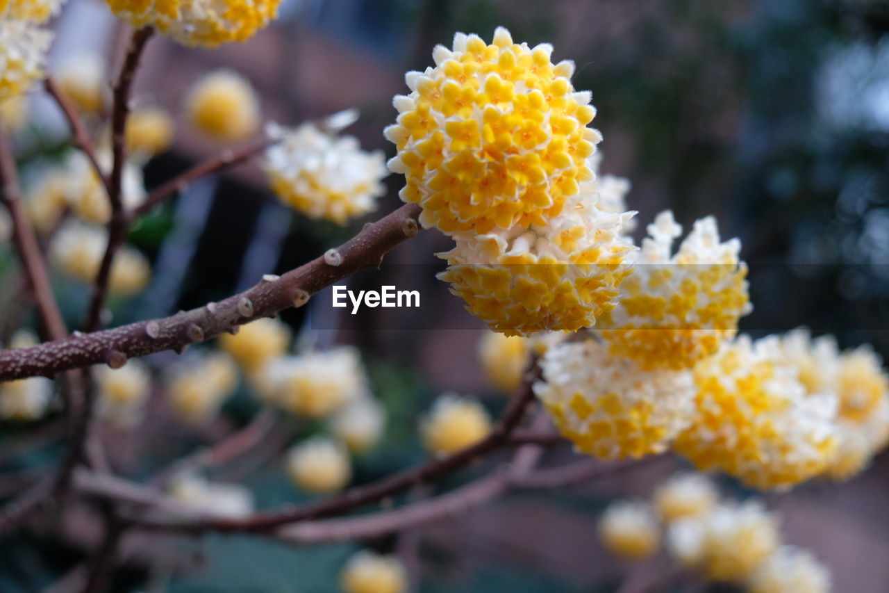 CLOSE-UP OF FRESH YELLOW FLOWER BLOOMING IN TREE