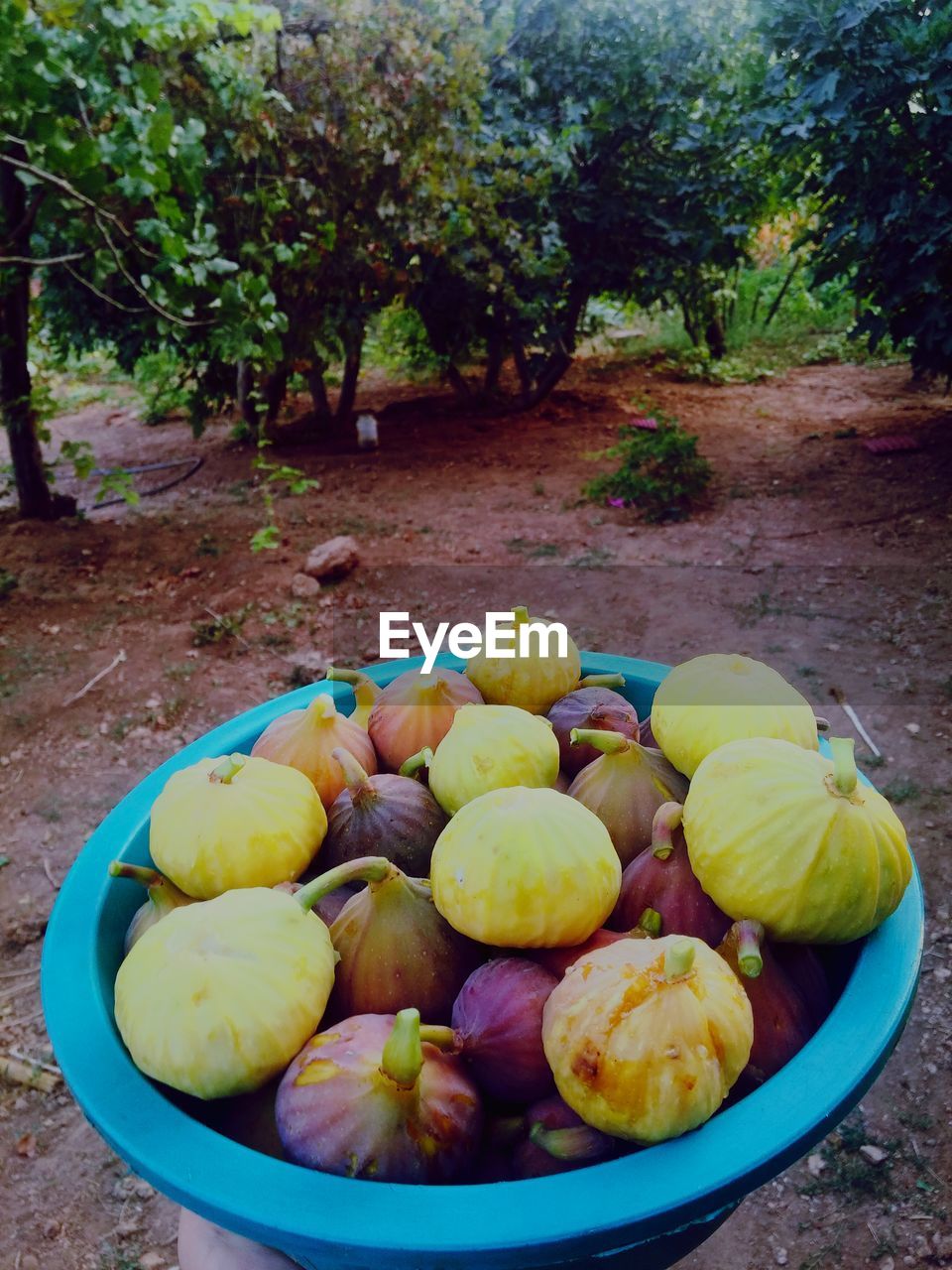 HIGH ANGLE VIEW OF FRUITS