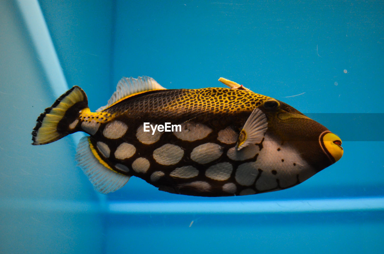 Close-up of fish swimming in aquarium