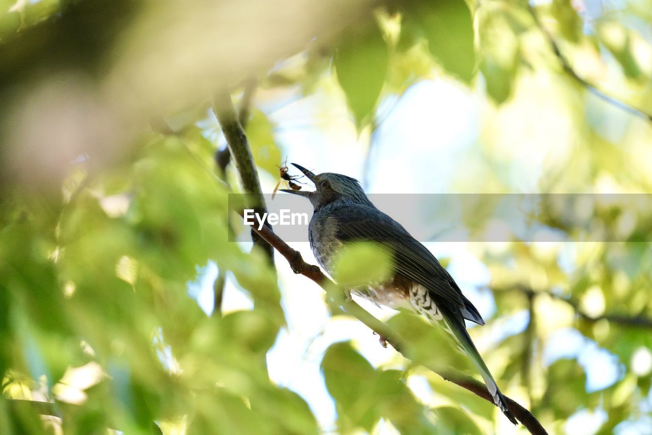 BIRD PERCHING ON A TREE