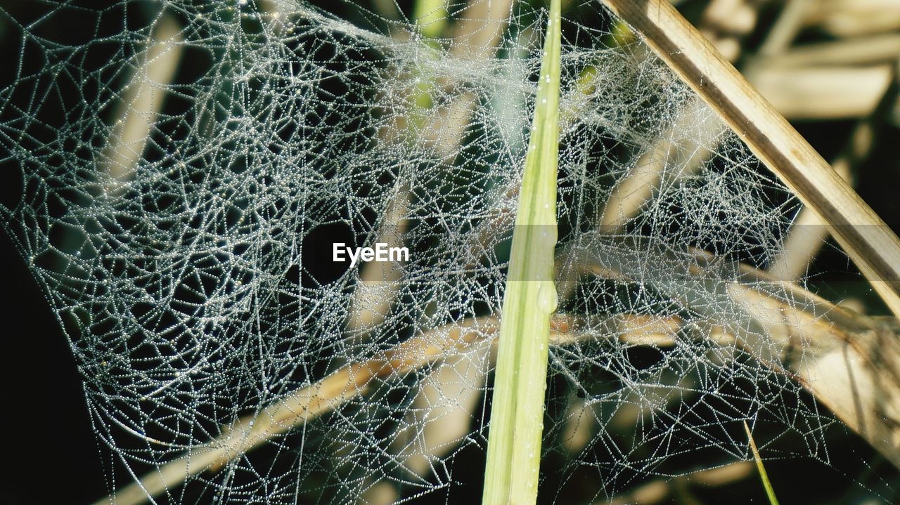 Wet spider web on grass