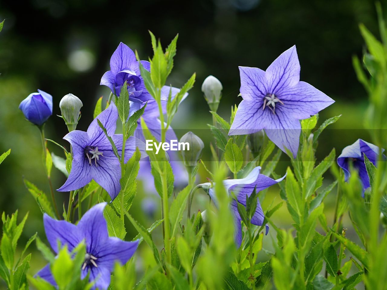 CLOSE-UP OF PURPLE IRIS FLOWERS