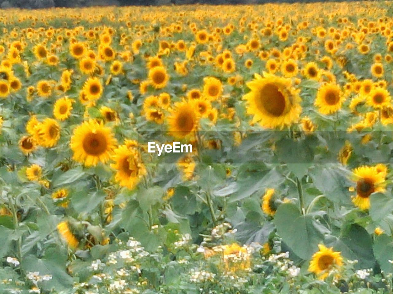 SUNFLOWERS BLOOMING OUTDOORS