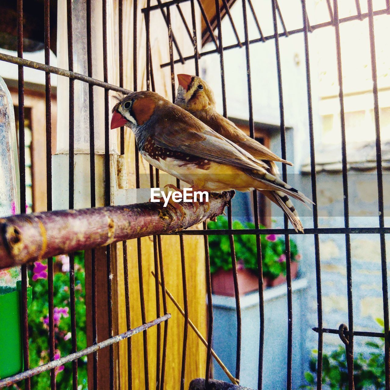 CLOSE-UP OF BIRD PERCHING ON A CAGE