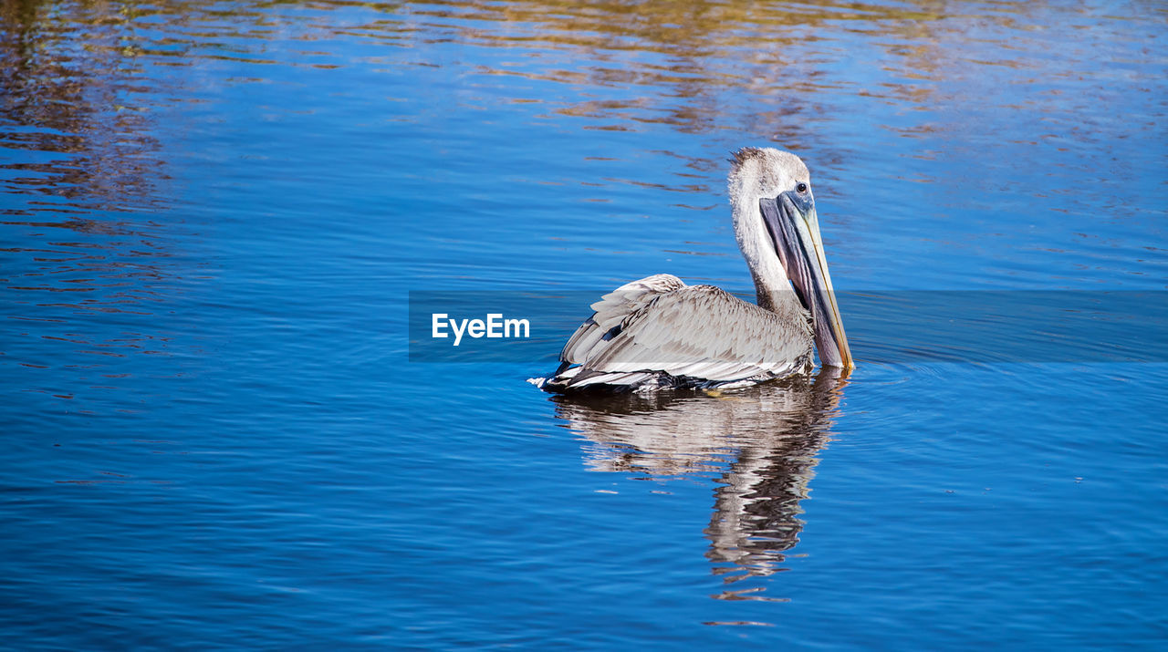 DUCK SWIMMING IN A LAKE