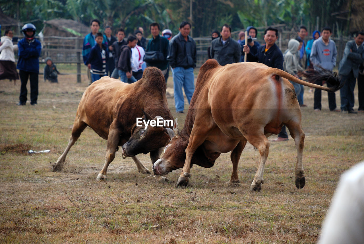 People watching cows fight