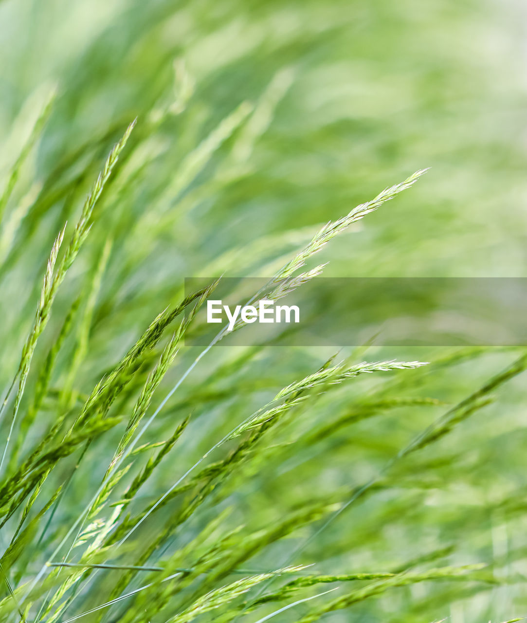 close-up of wheat growing in field