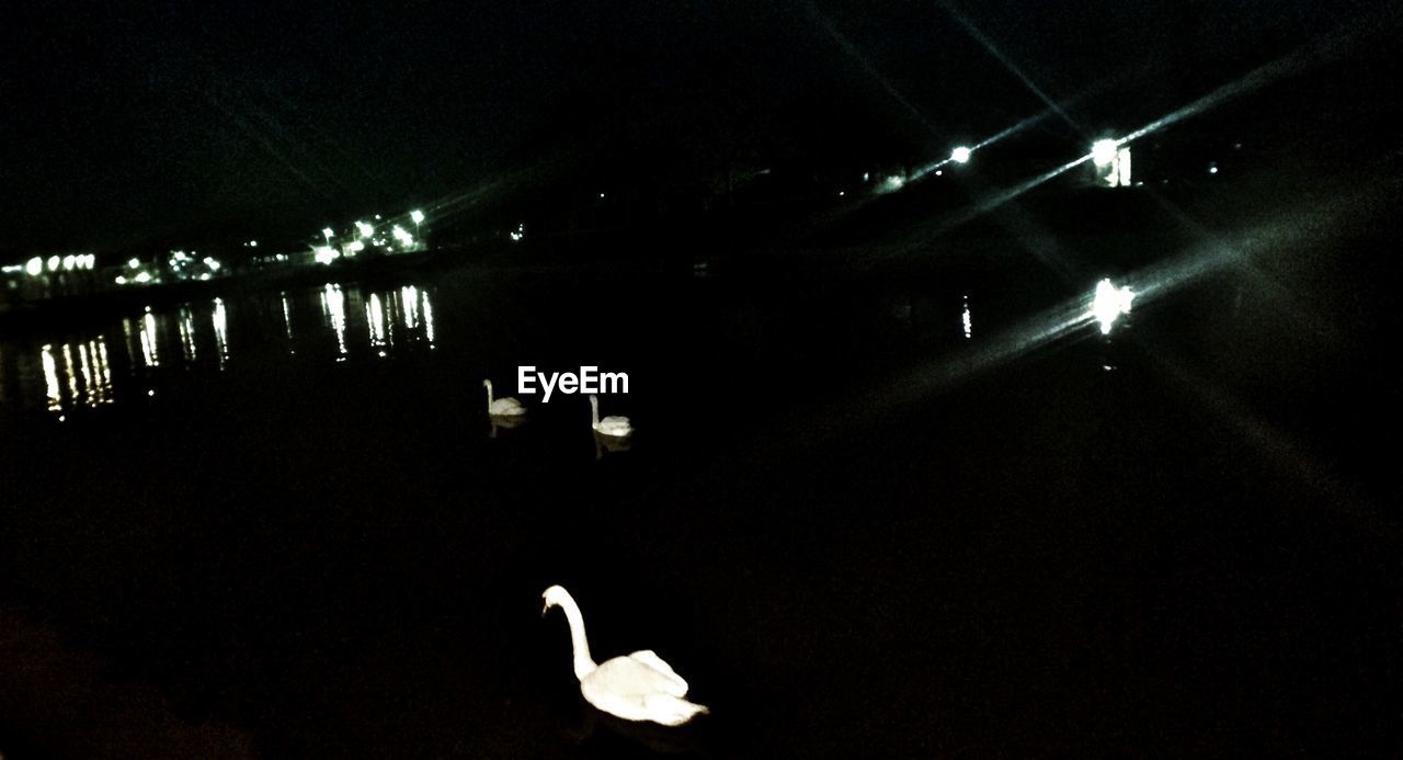 Swans swimming in lake at night