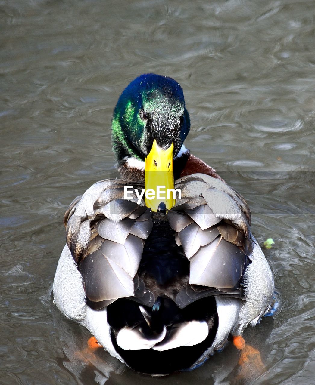 HIGH ANGLE VIEW OF MALLARD DUCKS SWIMMING ON LAKE