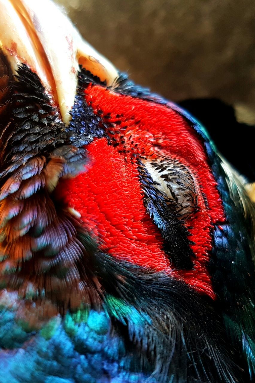 CLOSE UP VIEW OF PEACOCK IN RED FEATHER