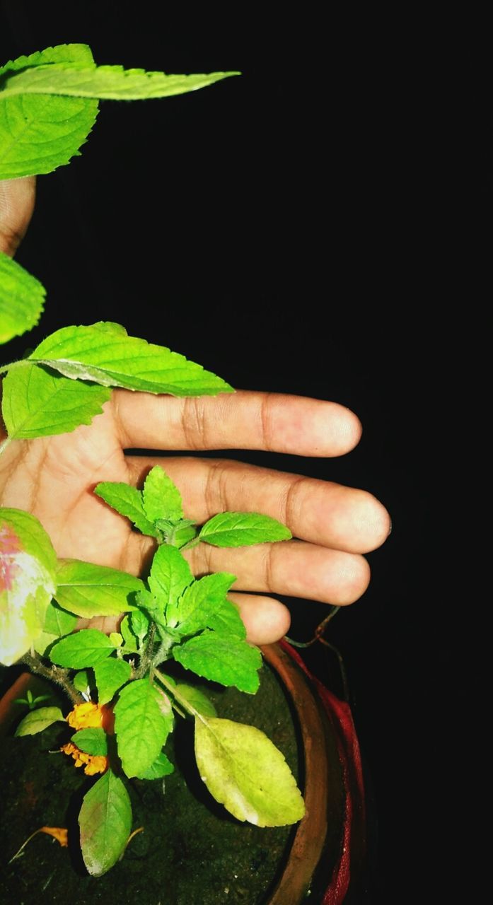 CLOSE UP OF HAND HOLDING PINK LEAF