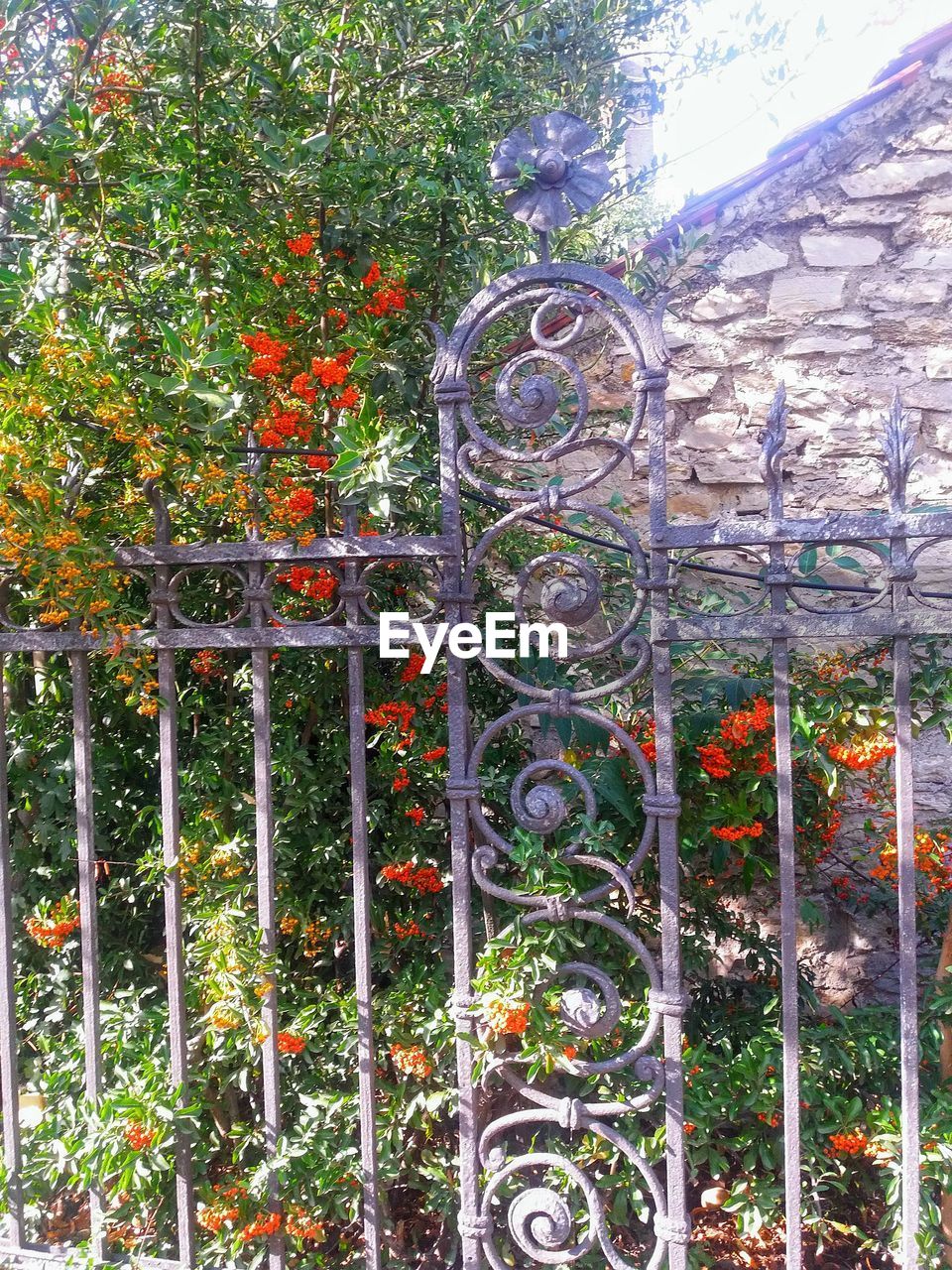 FLOWERING PLANTS AGAINST BUILDING