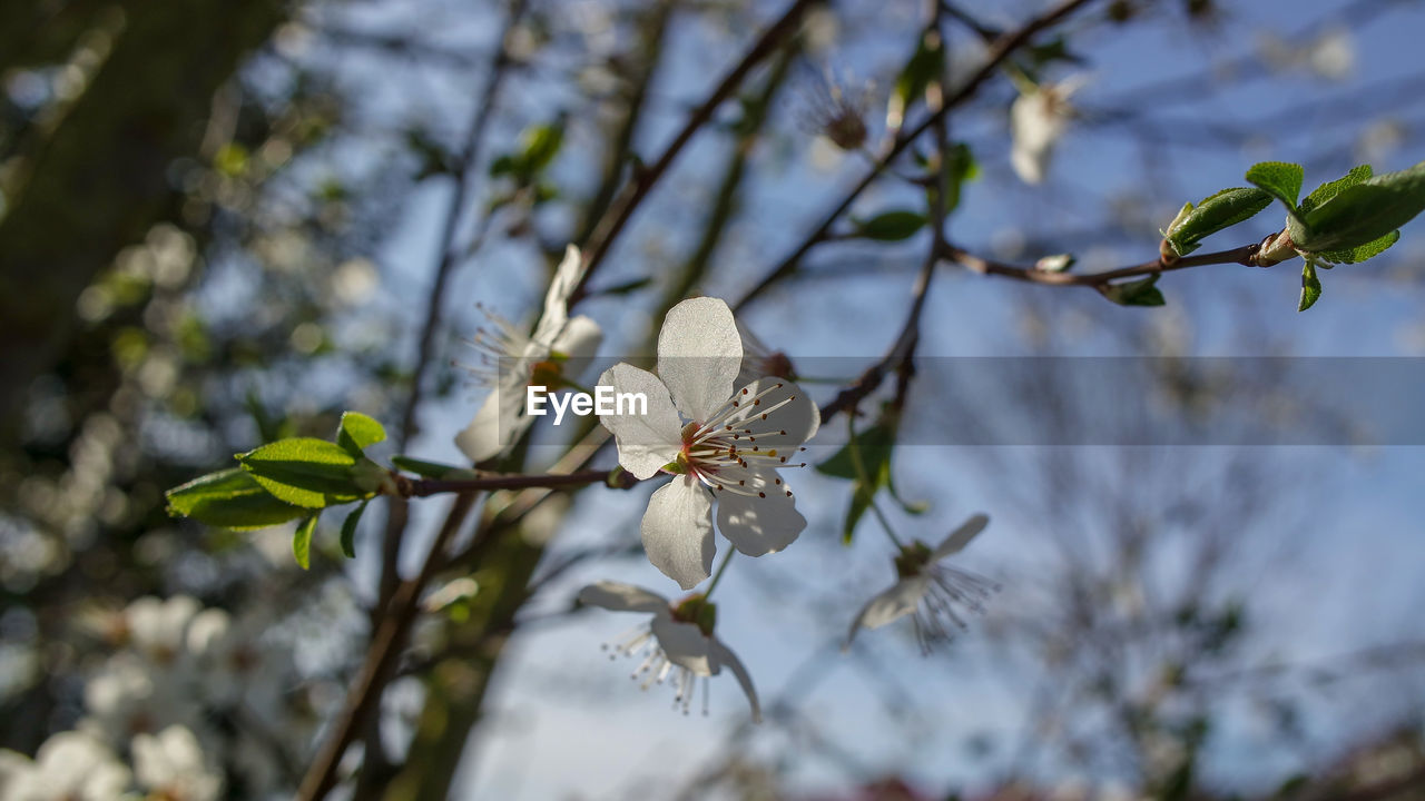 CLOSE-UP OF WHITE CHERRY BLOSSOMS ON BRANCH