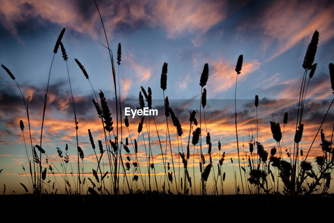 Silhouette plants against sky during sunset