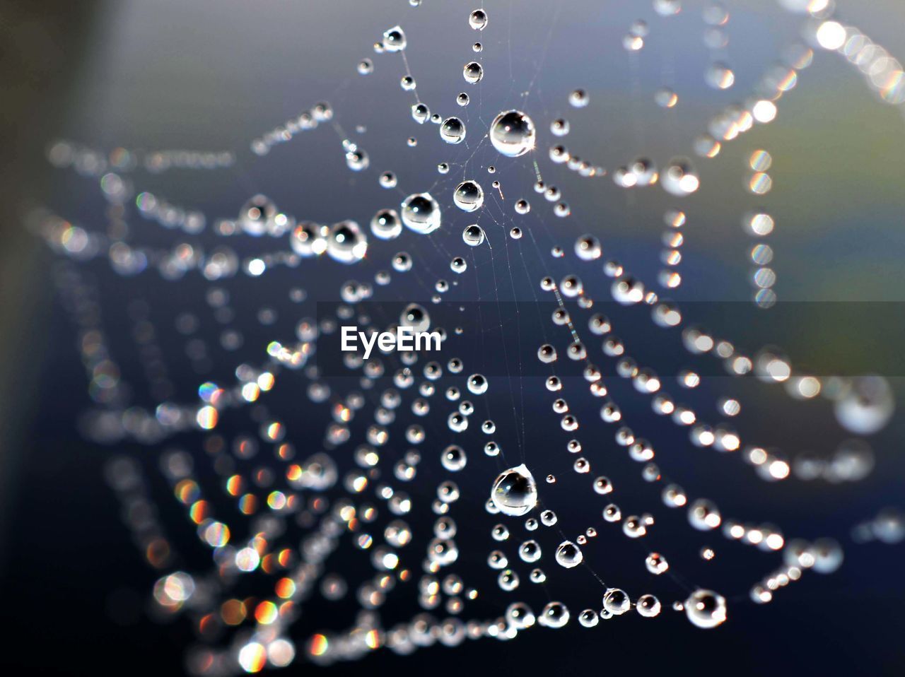 CLOSE-UP OF WATER DROPS ON WEB