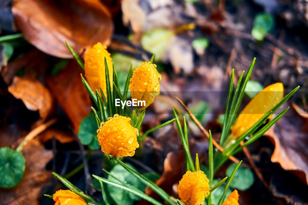 CLOSE-UP OF YELLOW FLOWERING PLANTS DURING RAINY SEASON