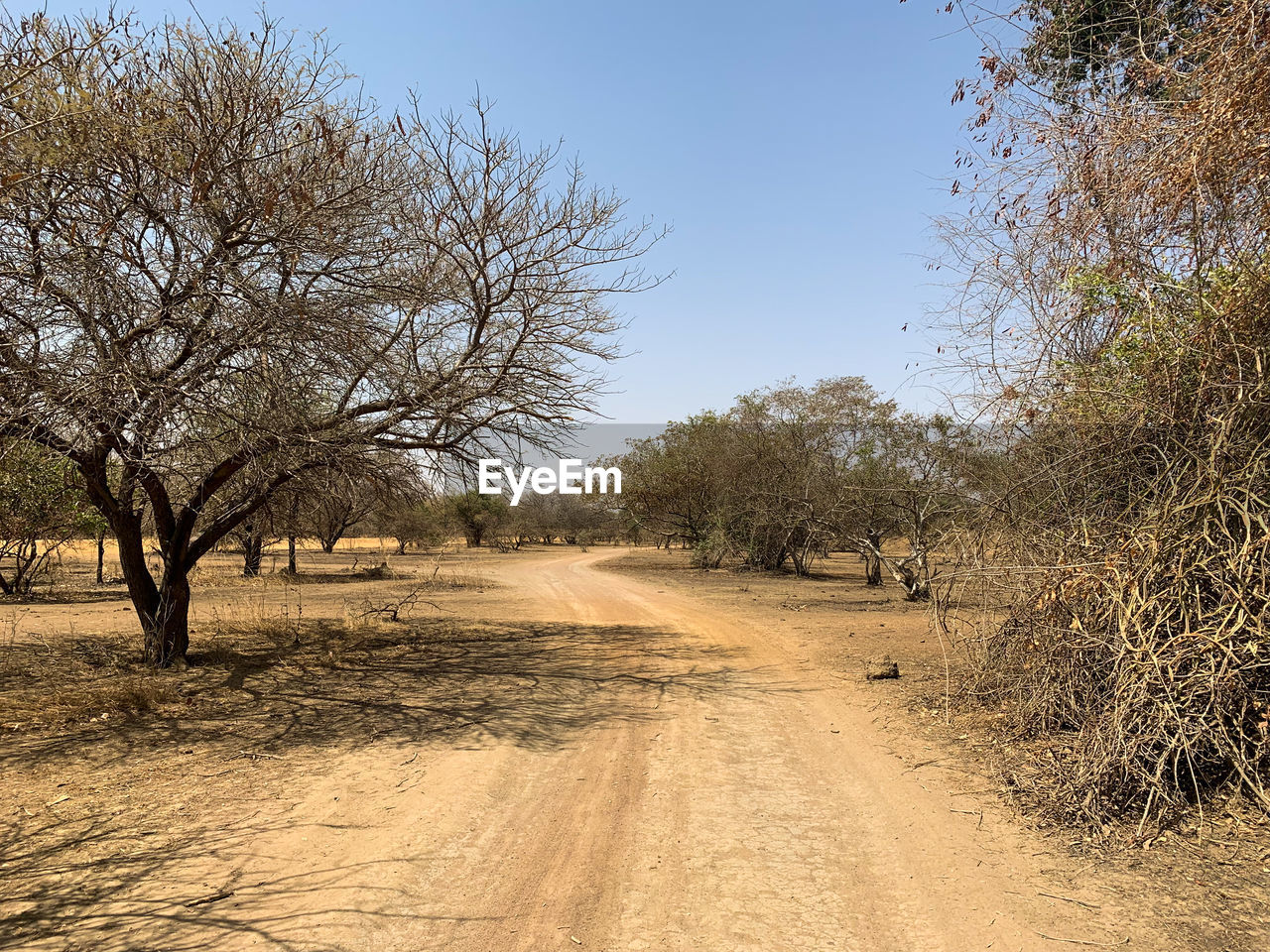 DIRT ROAD AMIDST BARE TREES AGAINST SKY