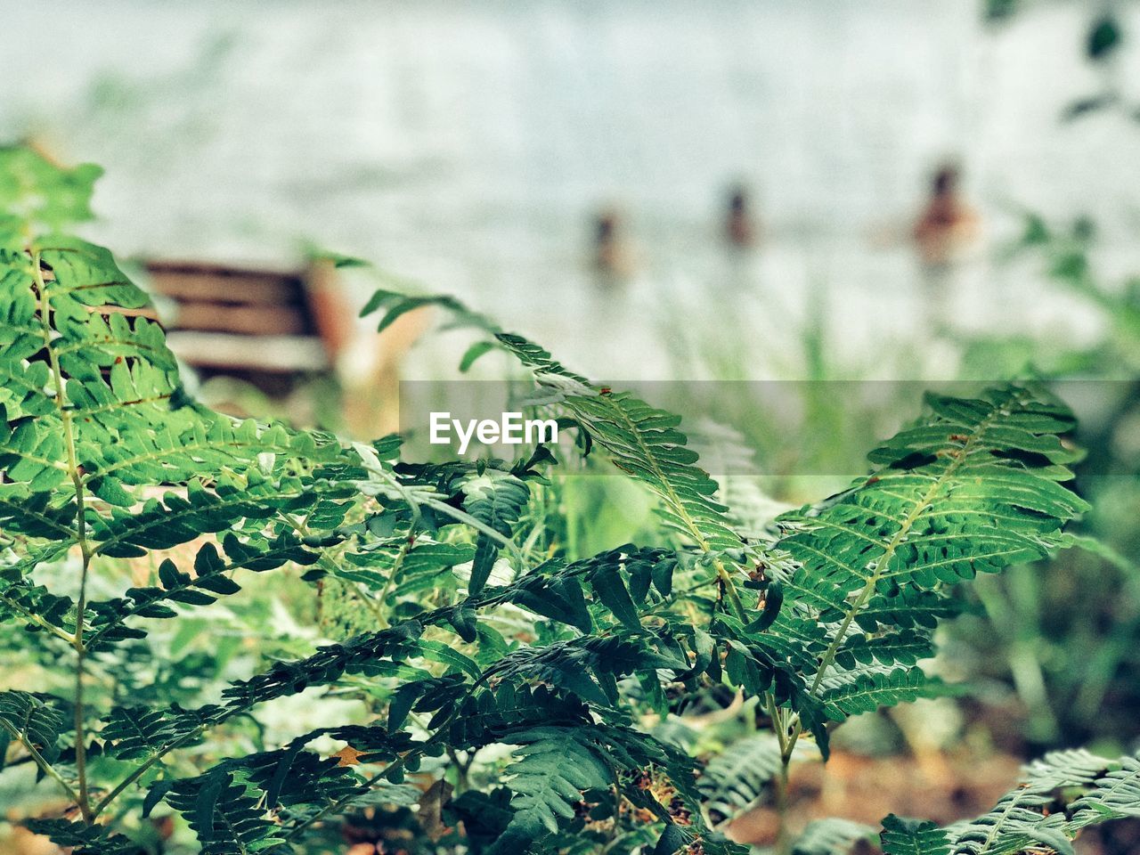 Close-up of fresh green leaves on a beach