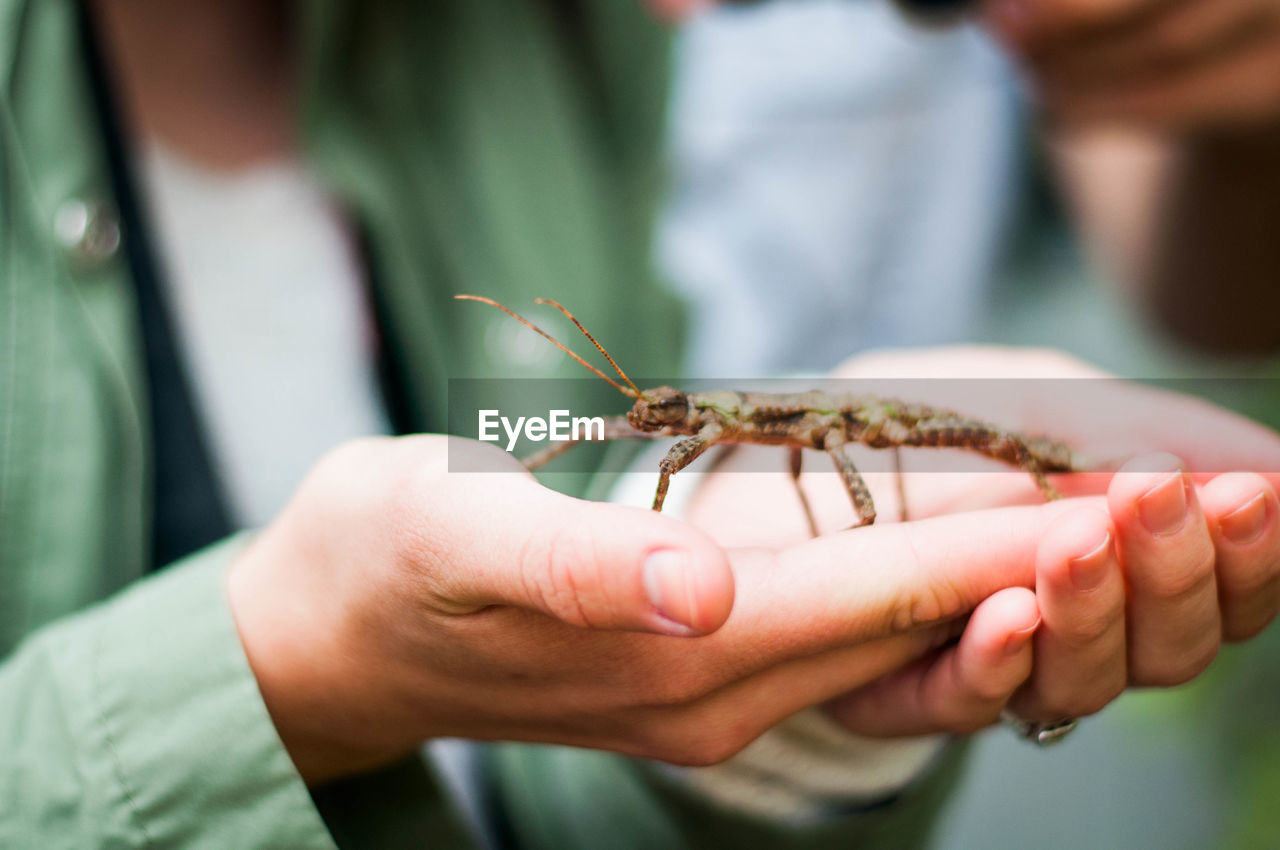 Cropped image of woman holding pet on cupped hands