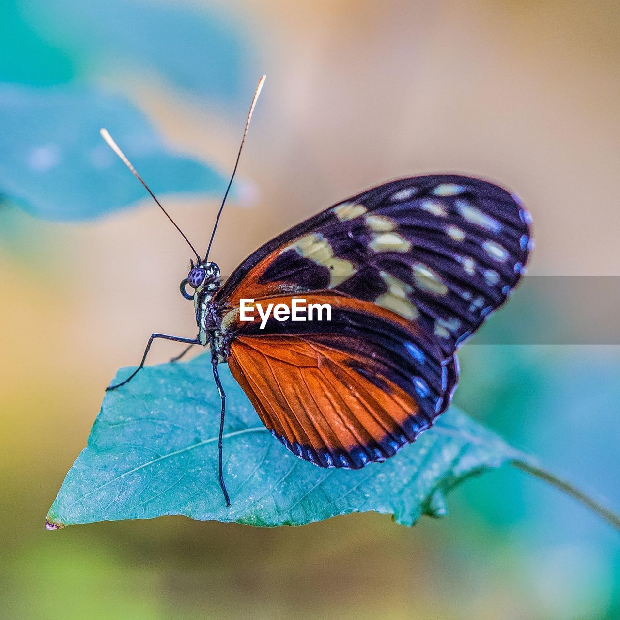CLOSE-UP OF BUTTERFLY ON A LEAF