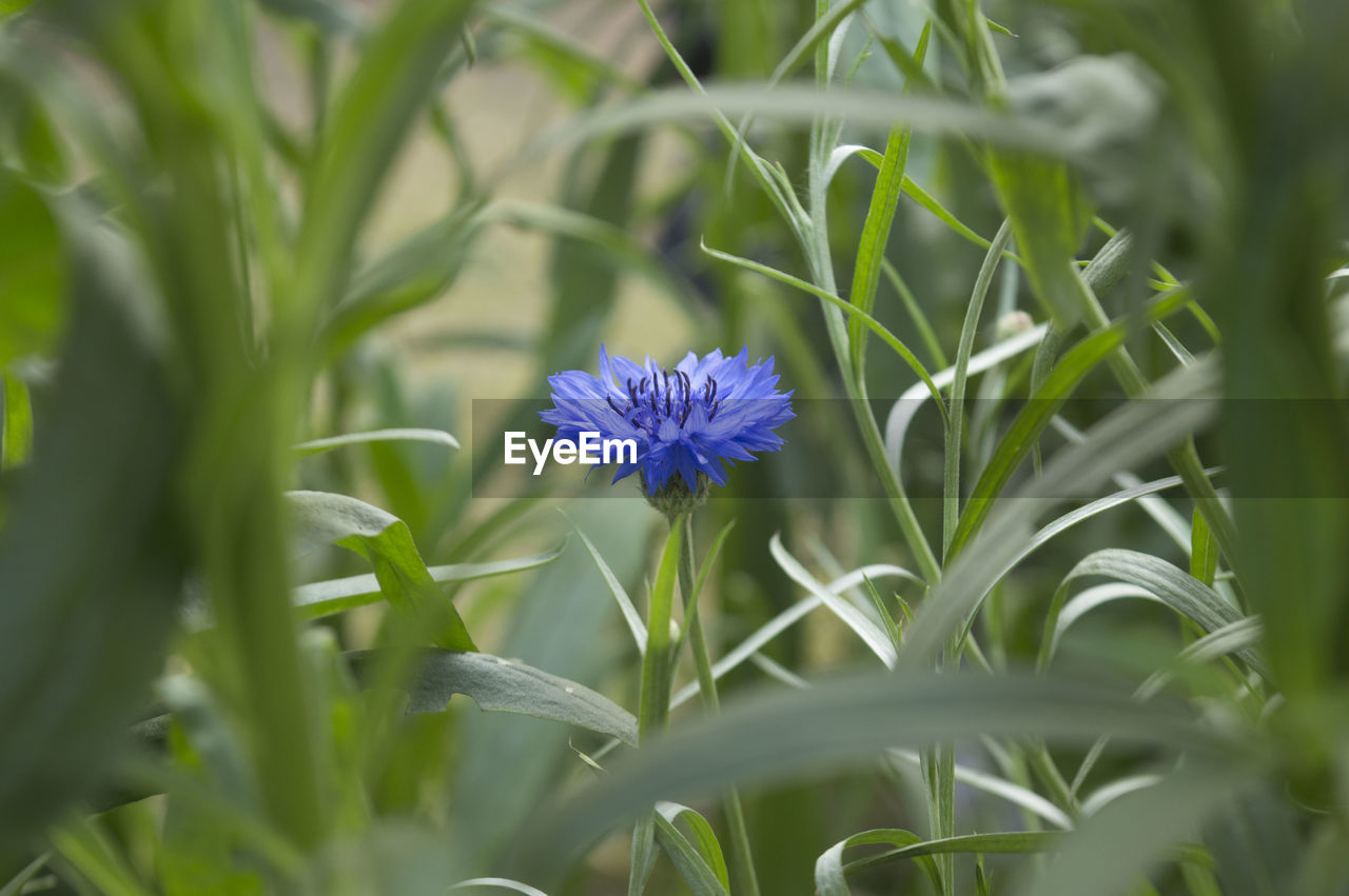 Blue macro image of cornflower top view, micro photo, nature blue floral background, hurtsickle