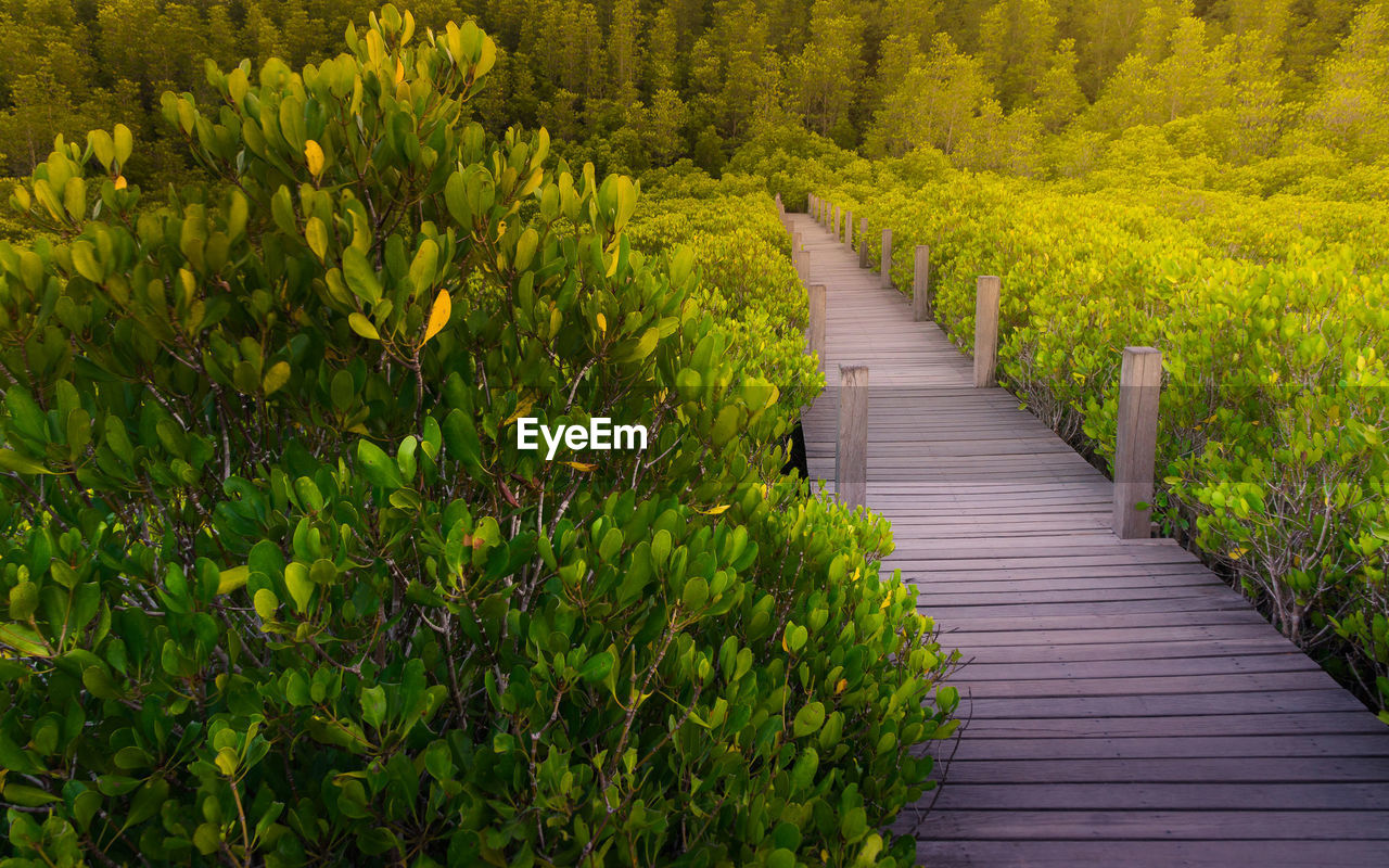 Wood bridge walk way treking trail among mangroove forrest at golden moment in evenning