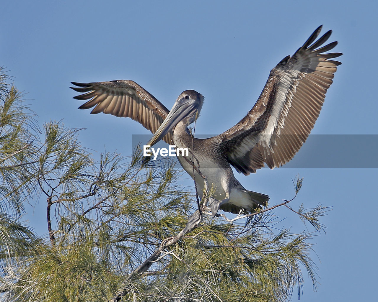 LOW ANGLE VIEW OF EAGLE FLYING AGAINST SKY