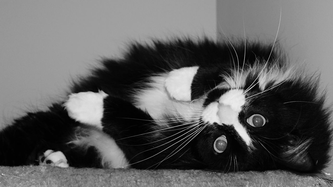 CAT ON BLANKET AT HOME