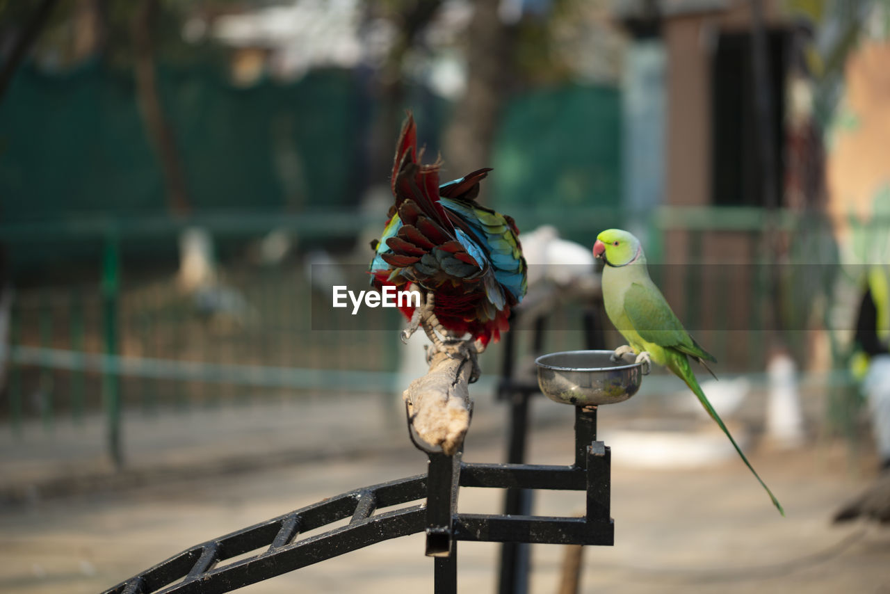 Portrait of colorful scarlet macaw parrot with a green parrot in zoo eating nuts